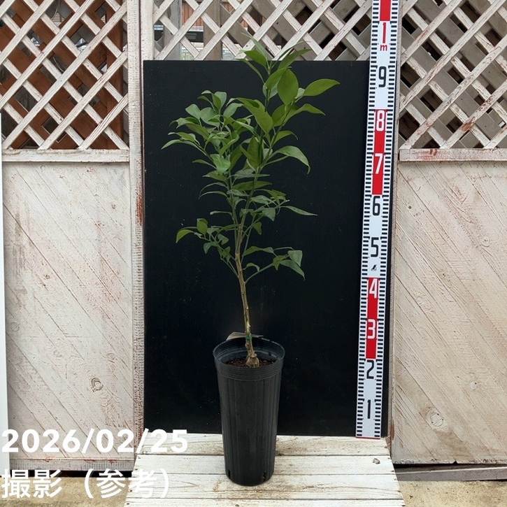 みかん あすき 5号ロングポット PVP｜柑橘｜果樹04-PA