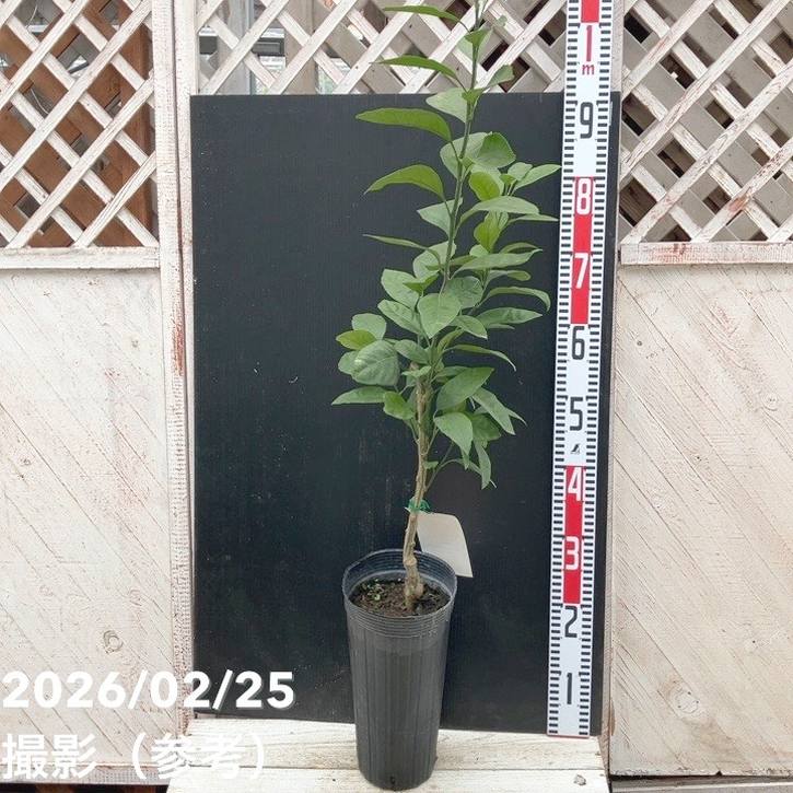 みかん 肥のあけぼの 5号ロングポット 2年生｜柑橘｜果樹04-PA