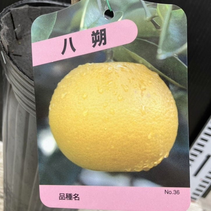 果樹,[珍しい果樹]の購入なら赤塚植物園オンライン 花の音｜花苗