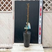 ユッカ 6号 ロストラータ サファイアスカイズ（Yucca rostrata