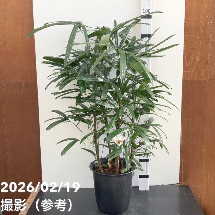 【現品お届け】観音竹 ダルマ 8号｜観葉10-TU