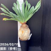 現品お届け】ブーファン ハエマンソイデス 5号（2）｜観葉10-TU | 観葉