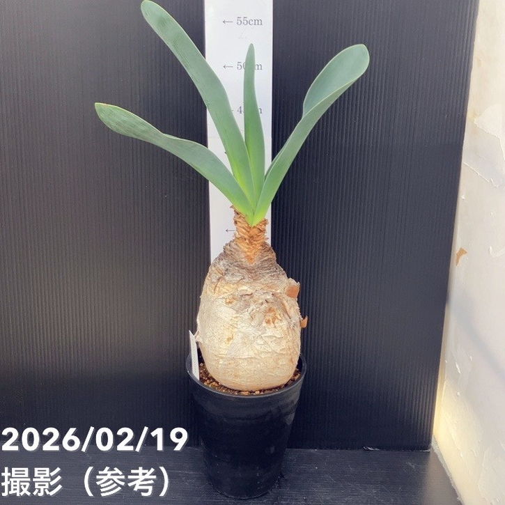 現品お届け】ブーファン ハエマンソイデス 5号（3）｜観葉10-TU | 観葉