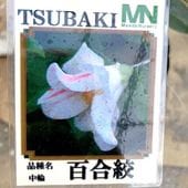 椿 ツバキ 4号 紺屋小町［こだわりの前田ナーセリー苗］｜花木04-PA