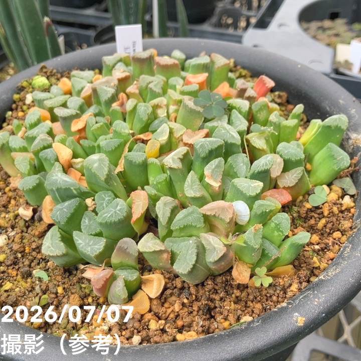 決算P5倍！8/2まで】【お買い得！】【現品お届け】ハオルチア 玉扇 5号