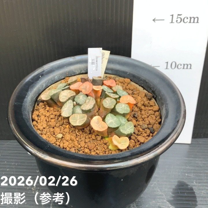 現品お届け】ハオルチア 玉扇 4号 陶器鉢仕様（3）｜観葉10-TU | 観葉