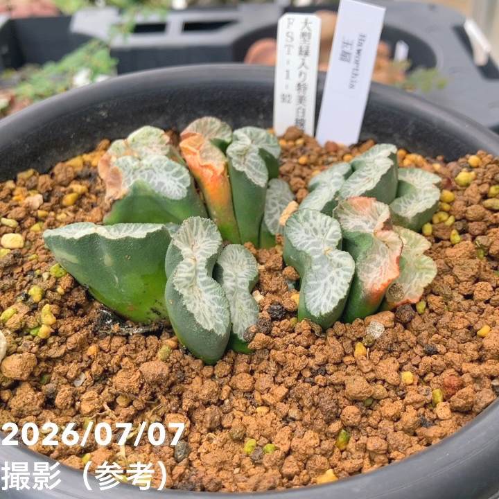 決算P5倍！8/2まで】【お買い得！】【現品お届け】ハオルチア 玉扇 4号