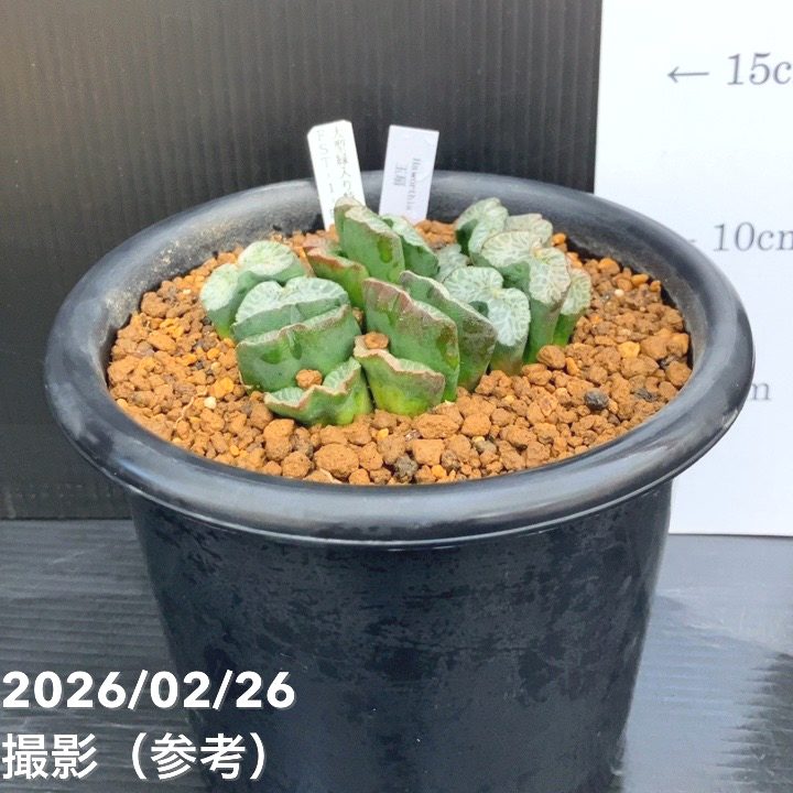 【65周年記念セール】【現品お届け】ハオルチア 玉扇 4号（4）｜観葉10-TU