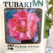 椿 ツバキ 4号 紺屋小町［こだわりの前田ナーセリー苗］｜花木04-PA