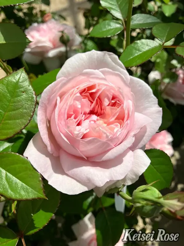 花木・庭木,バラの購入なら赤塚植物園オンライン 花の音｜花苗