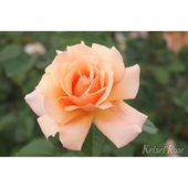 バラ大苗 こころね 7号 ロサ・オリエンティスプログレッシオ｜花木04