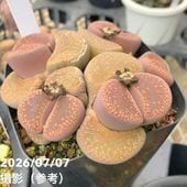 決算P5倍！10%OFF！8/2まで】アガベ 5号 チタノタ 白鯨｜観葉10-TU
