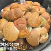 クリスマスローズ 童仙房 HGC SP コニー 4.5号｜山野04-PA | 草花