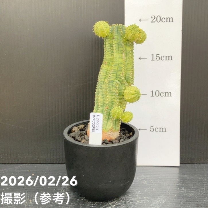 【現品お届け】ユーフォルビア オベサ 梵天錦 3号（1）｜観葉10-TU