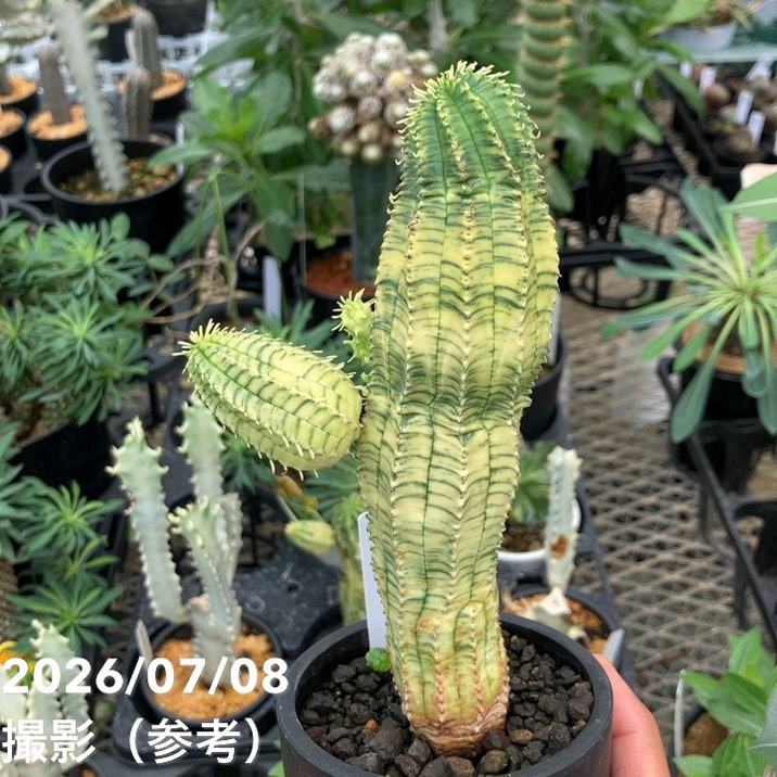 決算P5倍！10%OFF！8/2まで】【現品お届け】ユーフォルビア オベサ