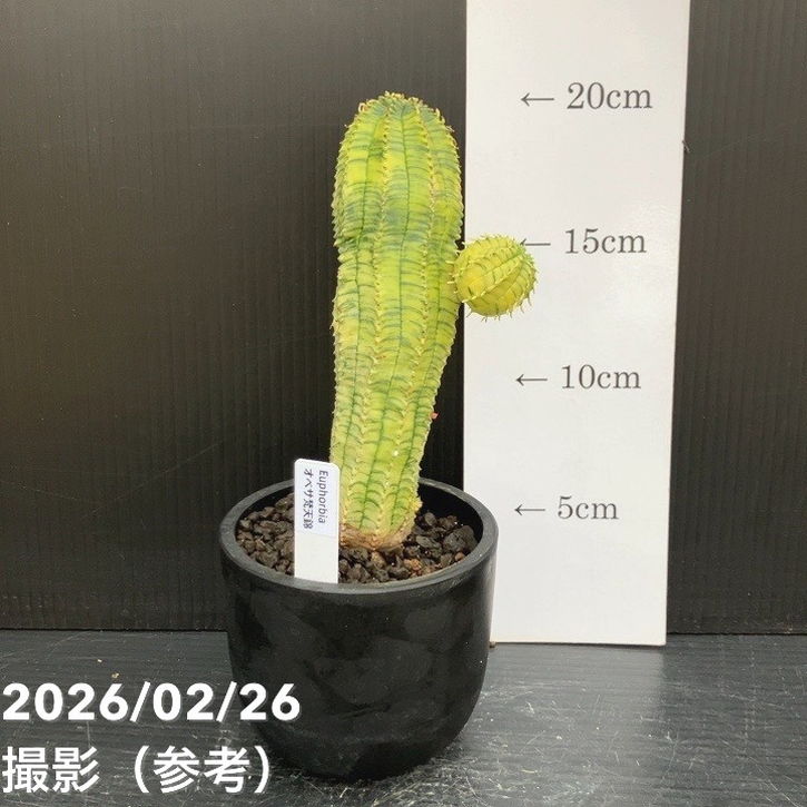 【現品お届け】ユーフォルビア オベサ 梵天錦 3号（2）｜観葉10-TU