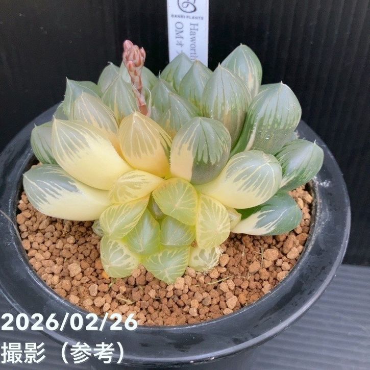 観葉・多肉,ハオルチアの購入なら赤塚植物園オンライン 花の音｜花苗