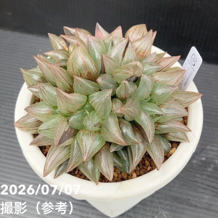 観葉・多肉,ハオルチアの購入なら赤塚植物園オンライン 花の音｜花苗