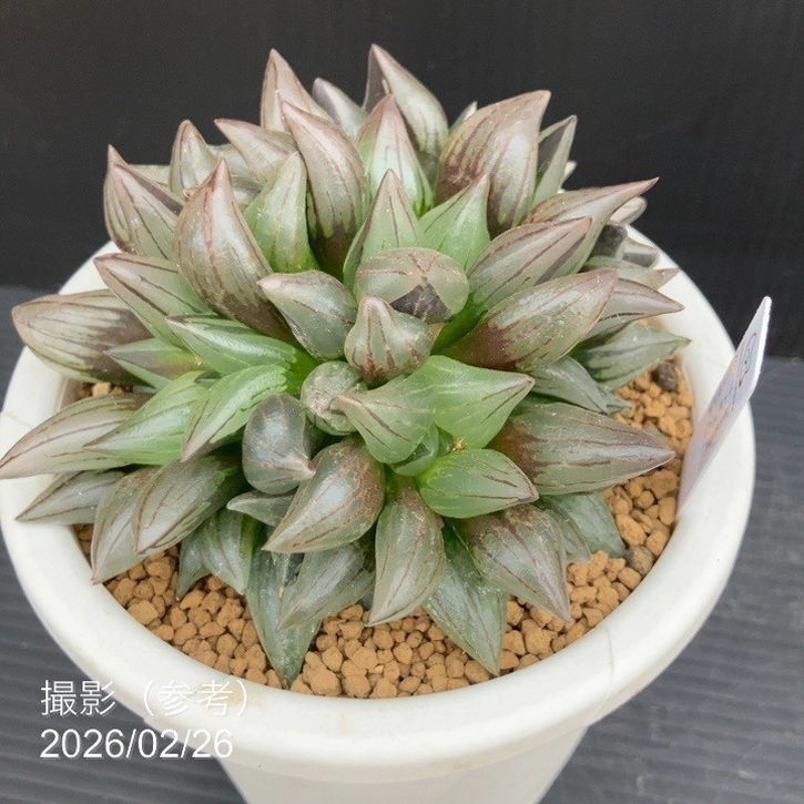 観葉・多肉,ハオルチアの購入なら赤塚植物園オンライン 花の音｜花苗