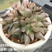 現品お届け】ブーファン ハエマンソイデス 5号（3）｜観葉10-TU | 観葉