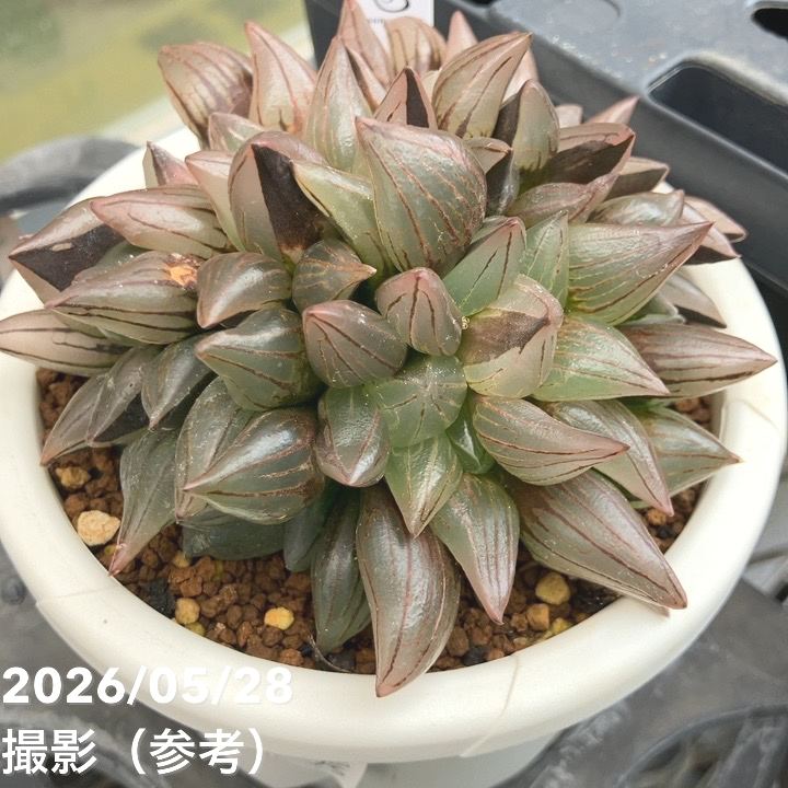 現品お届け】ハオルチア アトロフスカ ミュータント 4号（2）｜観葉10