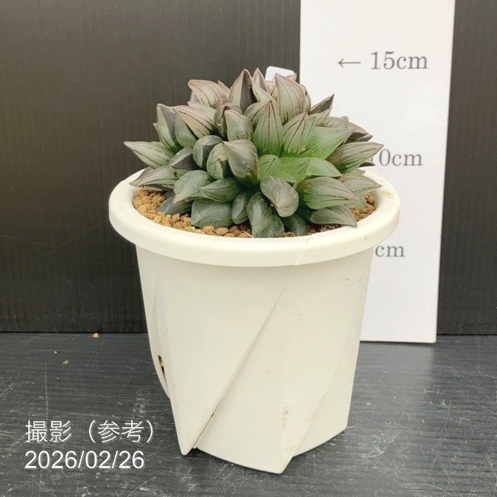 【現品お届け】ハオルチア アトロフスカ ミュータント 4号(3)|観葉10-TU