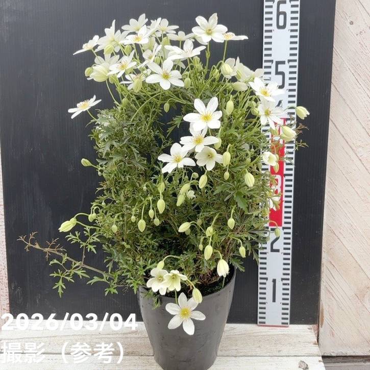 常緑クレマチス カートマニージョー 6号｜草花04-PA