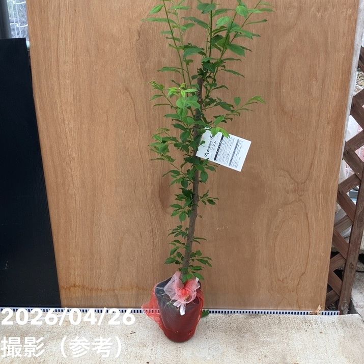 果樹,プラム・スモモの購入なら赤塚植物園オンライン 花の音｜花苗
