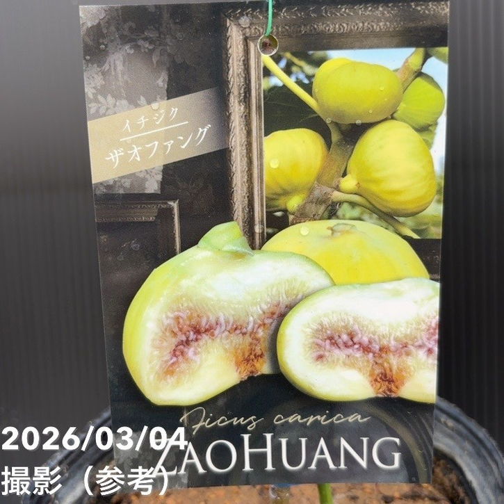 果樹,イチジクの購入なら赤塚植物園オンライン 花の音｜花苗