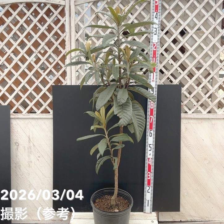 【現品お届け】大実ビワ なつたより 9号 PVP｜SG（代引き不可）｜果樹04-PA