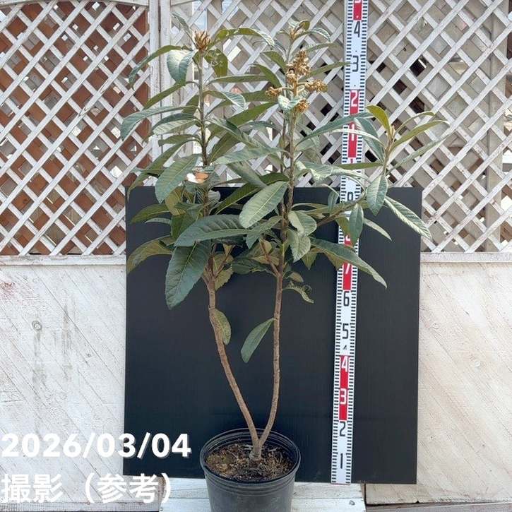 【現品お届け】大実ビワ クィーン長崎 9号｜SG（代引き不可）｜果樹04-PA