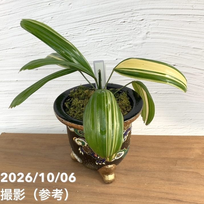 観葉・多肉,観音竹の購入なら赤塚植物園オンライン 花の音｜花苗