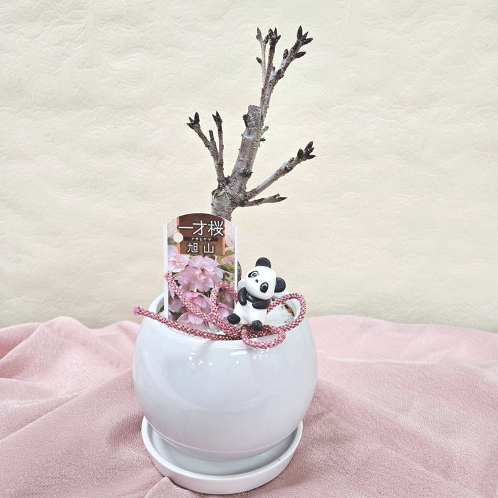 フラワーギフト 一才桜