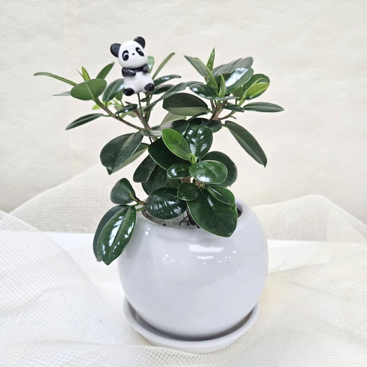 パンダガジュマル