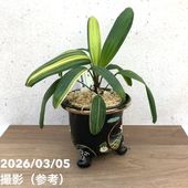 花芽5個以上＞ミスマフェット 6号｜ミツバチ蘭｜洋蘭10-TU | 草花,蘭