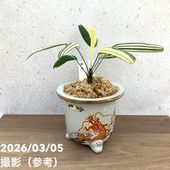現品お届け】豊明園 万年青 オモト 海龍獅子実生（かいりゅうじし） 龍