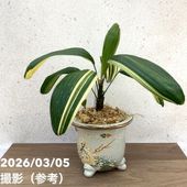 お買い得一点物咲き進み株】加藤農園 クリスマスローズ グラデーション