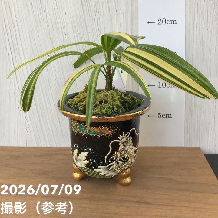 決算P5倍！10%OFF！8/2まで】【現品お届け】観音竹 カンノンチク 天満