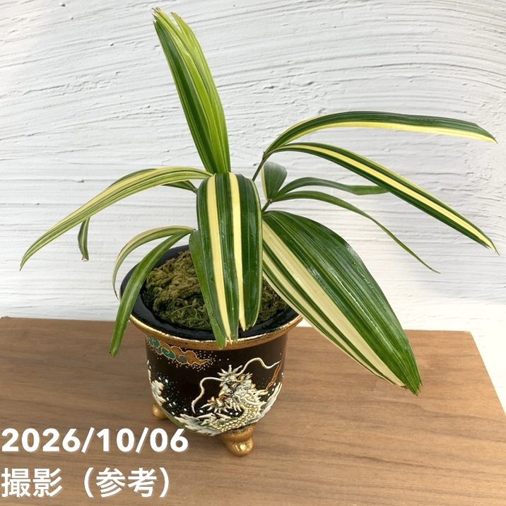 お買い得！1/5まで】【現品お届け】観音竹 カンノンチク 天満錦 てん