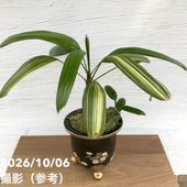 現品お届け】アグラオネマ ニティドゥム カーティシー Aglaonema