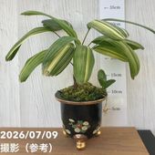 現品お届け】豊明園 万年青 オモト 千代田の松 陶器鉢（O33）｜観葉10