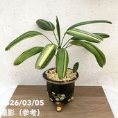 お買い得一点物咲き進み株】加藤農園 愛幸花丸姫 クリスマスローズ 毬