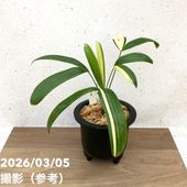 お買い得一点物咲き進み株】加藤農園 クリスマスローズ グラデーション