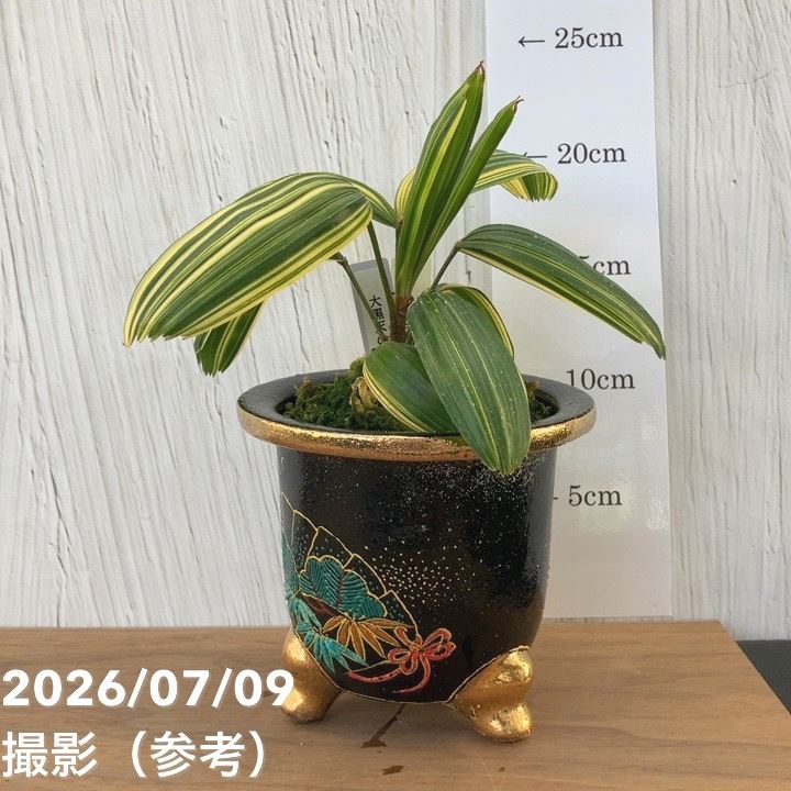 決算P5倍！10%OFF！8/2まで】【現品お届け】観音竹 カンノンチク