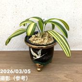 現品お届け】サンスベリア 4号 サイアムゴールド（S209）｜観葉02-D2