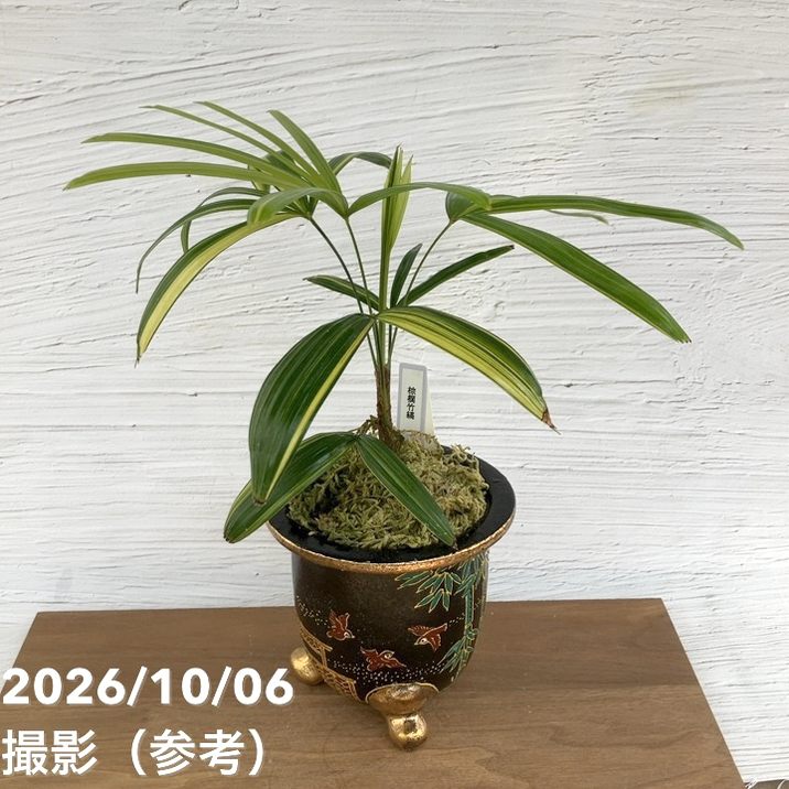 観葉・多肉,観音竹の購入なら赤塚植物園オンライン 花の音｜花苗