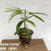 お買い得！1/5まで】【現品お届け】観音竹 カンノンチク 大黒天の縞
