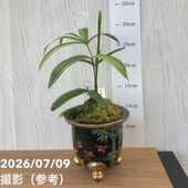 決算P5倍！10%OFF！8/2まで】【現品お届け】観音竹 カンノンチク 天満