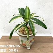 花芽5個以上＞ミスマフェット 6号｜ミツバチ蘭｜洋蘭10-TU | 草花,蘭