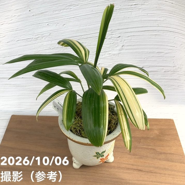 お買い得！1/5まで】【現品お届け】観音竹 カンノンチク 飛鳥錦 あすか